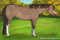 Horse Color:Bay Dun  and Liver Red Dun 