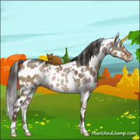 Horse Color:White Spotted Liver Red Dun Appaloosa Rabicano Brindle 