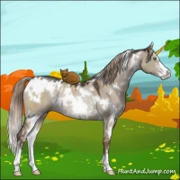 Horse Color:White Spotted Liver Red Dun Sabino Rabicano 