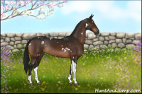 Horse Color:Gray White Spotted Brown Tobiano 