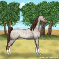Horse Color:Liver Red Dun Ice Roan Rabicano 