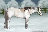 Horse Color:White Spotted Liver Red Dun Sabino 