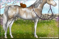 Horse Color:White Spotted Silver Buckskin Dun Sabino Splash Rabicano Brindle 