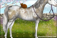 Horse Color:White Spotted Silver Buckskin Dun Mushroom Sabino Splash Rabicano Brindle 