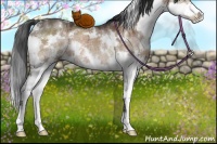 Horse Color:White Spotted Brown Dun Sabino Splash Rabicano Brindle