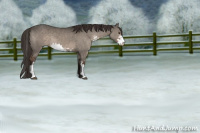 Horse Color:Liver Red Dun Sabino