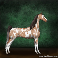 Horse Color:White Spotted Bay Dun Appaloosa 
