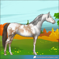Horse Color:Gray White Spotted Liver Red Dun Pearl Brindle
