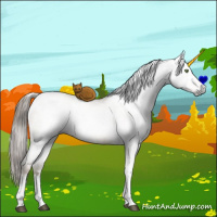 Horse Color:Gray White Spotted Liver Red Dun Ice Pearl Tobiano Brindle 