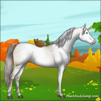 Horse Color:Gray White Spotted Buckskin Pearl Dun Sabino Brindle 