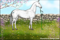 Horse Color:Gray Buckskin Dun Sabino Appaloosa 