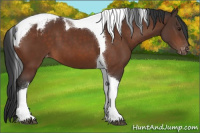 Horse Color:Brown Tobiano Appaloosa 