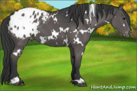 Horse Color:White Spotted Black Appaloosa 
