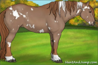 Horse Color:White Spotted Chestnut Tobiano 