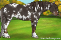 Horse Color:White Spotted Liver Chestnut 