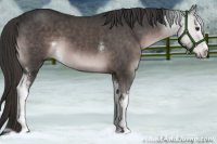 Horse Color:Platinum White Spotted Liver Chestnut Sabino 