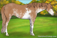 Horse Color:Chestnut Sabino 