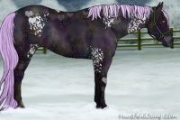 Horse Color:Watercolor White Spotted Midnight Liver Chestnut Ice Pearl Rabicano 