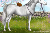 Horse Color:Gray White Spotted Chocolate Palomino Dun Splash Rabicano 