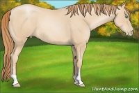Horse Color:Smoky Black Pearl