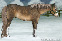 Horse Color:White Spotted Chocolate Palomino Sabino Rabicano