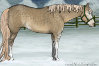 Horse Color:Chocolate Palomino Dun Mushroom Sabino