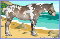 Horse Color:White Spotted Liver Chestnut Mushroom Sabino 