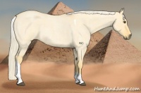 Horse Color:Palomino Roan Dun Tobiano 