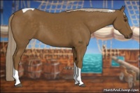 Horse Color:Chocolate Palomino Tobiano 