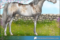 Horse Color:White Spotted Silver Brown Onyx Sabino Brindle