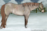 Horse Color:Liver Red Dun Roan 