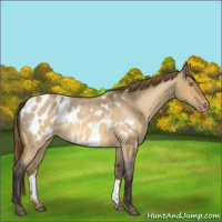 Horse Color:Buckskin Roan Dun Blanket 