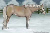 Horse Color:Liver Red Dun Mushroom Sabino 