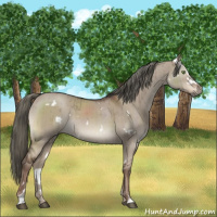 Horse Color:White Spotted Liver Red Dun Mushroom Sabino Brindle