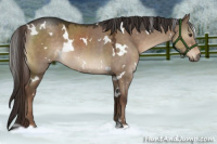 Horse Color:White Spotted Liver Red Dun 