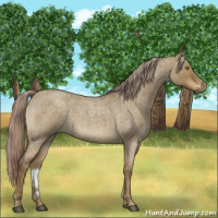 Horse Color:Chocolate Palomino Roan Dun Brindle