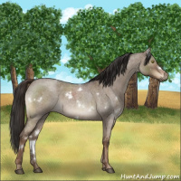 Horse Color:White Spotted Liver Red Dun Roan Brindle