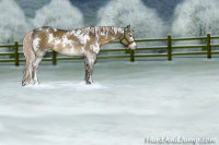 Horse Color:White Spotted Chocolate Palomino Sabino Rabicano