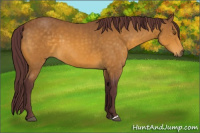 Horse Color:Chocolate Buckskin 