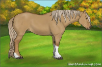 Horse Color:Chocolate Palomino Dun Tobiano 