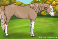 Horse Color:Red Dun Splash 