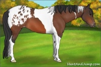 Horse Color:Bay Tobiano Varnish 