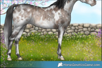 Horse Color:White Spotted Brown Dun Splash Rabicano Brindle