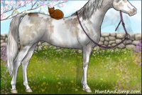 Horse Color:White Spotted Silver Brown Dun Splash Brindle