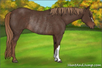Horse Color:Liver Chestnut Rabicano 
