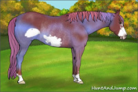 Horse Color:Chestnut Frame Rabicano 