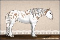 Horse Color:White Spotted Silver Bay Dun Sabino Splash Appaloosa 