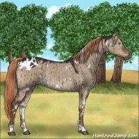 Horse Color:White Spotted Liver Red Dun