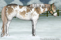 Horse Color:White Spotted Chocolate Palomino Dun Rabicano Brindle