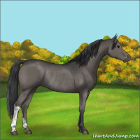 Horse Color:Black Rabicano 